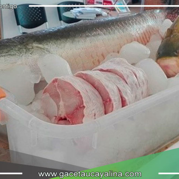 Emprendedores amazónicos, ¡aprenderán a transformar la piel de los peces en cuero en un taller gratuito!
