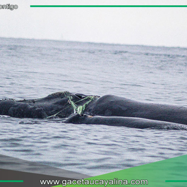 Instan a establecer áreas marítimas para conservar rutas migratorias de ballenas