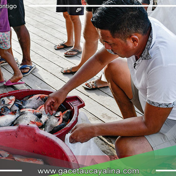 Éxito en venta de PACOS en Sepahua