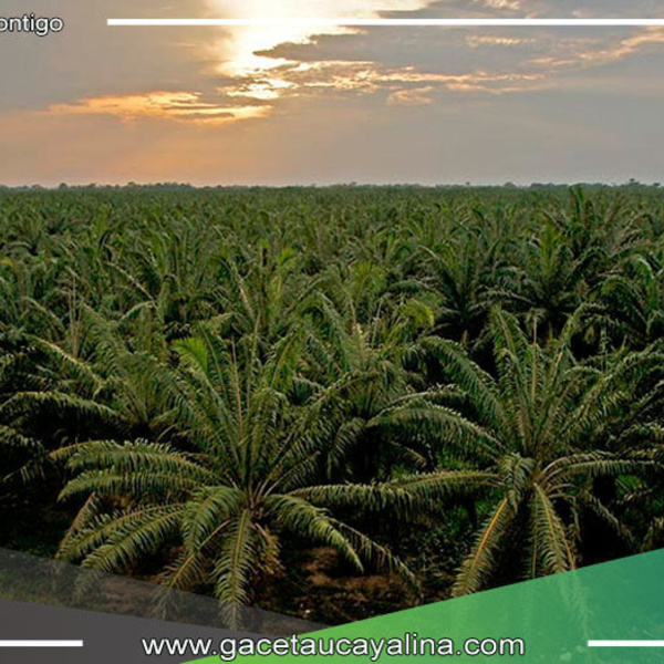 La palma aceitera, líder en el desarrollo de la Amazonía Peruana