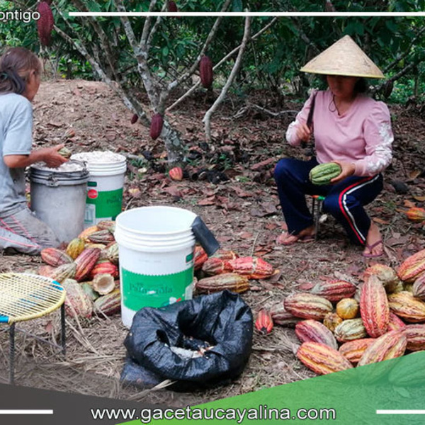 Productores de Campo Verde Mejoran Producción de Cacao con Nueva Tecnología