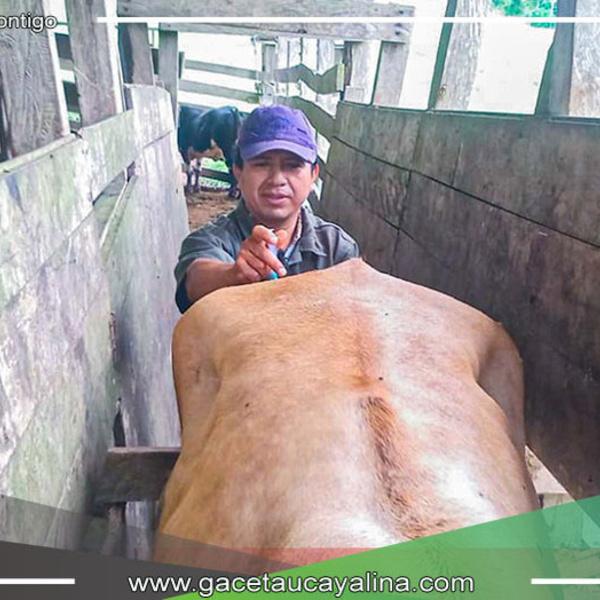 Sepahua Mejora su Actividad Ganadera con Inseminación Artificial