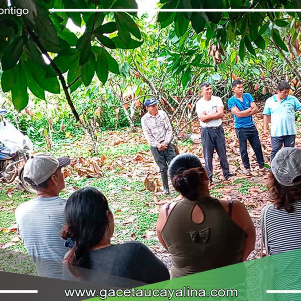 Municipalidad de Campo Verde capacita a productores en técnicas de injerto de cacao