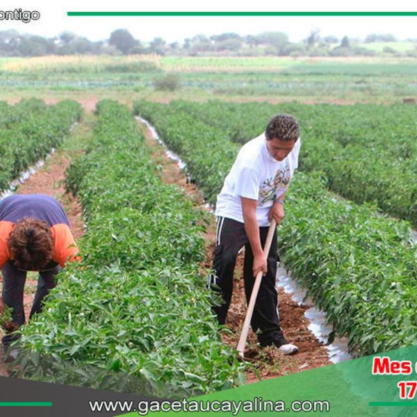 Sector Agricultura podría llegara a 4% de crecimiento en el 2024