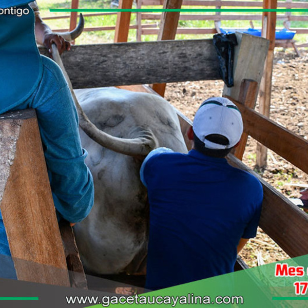 Sepahua Impulsa la Ganadería con Avanzada Técnica de Inseminación Artificial