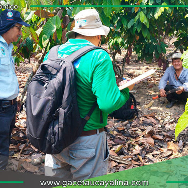 DEVIDA supervisa avances en la cadena productiva del cacao en Campo Verde