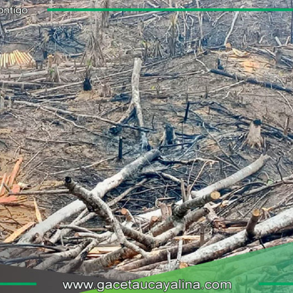 Incendios arrasan más de 338 hectáreas en San Martín