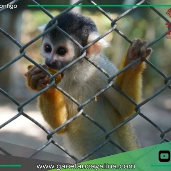 Centros de rescate salvan fauna silvestre en Madre de Dios