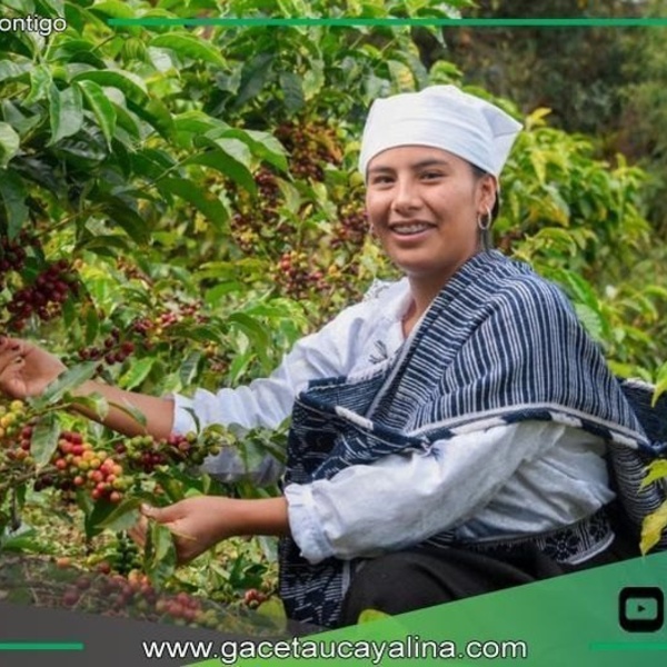 Chachapoyas será capital del café especial con Ficafé Amazonas 2025