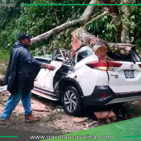 Seis heridos, dos graves, tras caída de árbol en carretera de Pasco