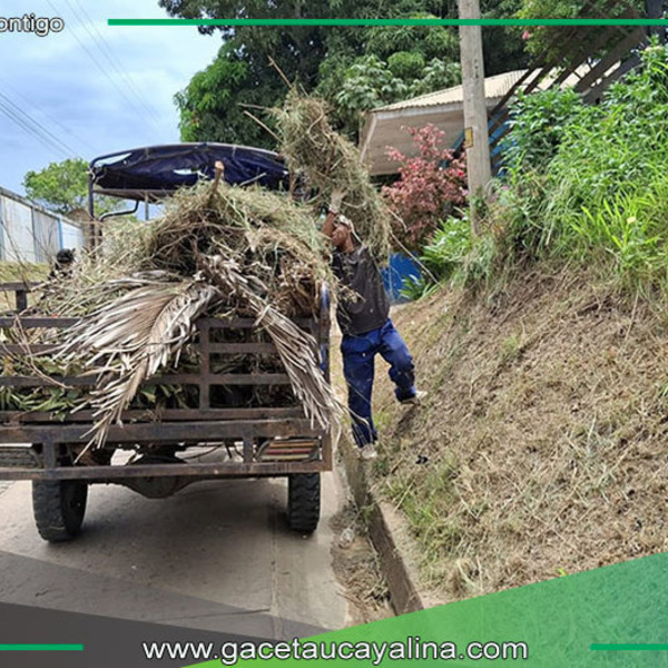 Municipalidad realiza mantenimiento de áreas verdes en Contamana