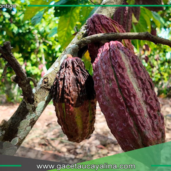 Cacao peruano conquista nuevos mercados internacionales en 2025