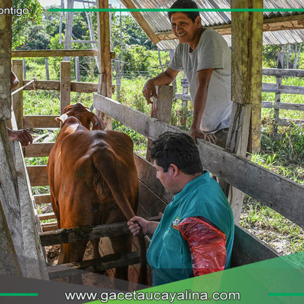 Sepahua potencia su ganadería con genética bovina de Brasil