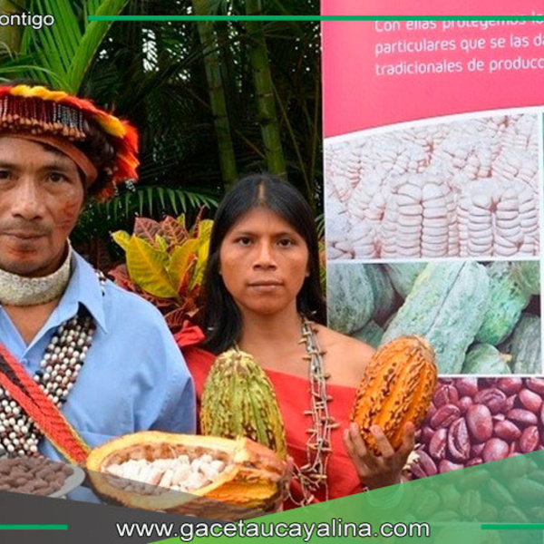 El Perú celebra cacao milenario con producción sostenible y única