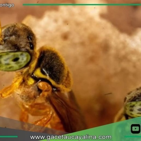 Deforestación amenaza hábitats de abejas sin aguijón en Amazonía