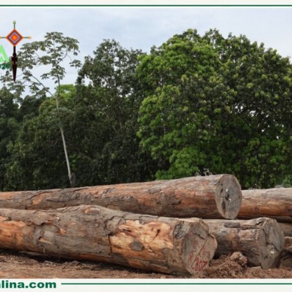 Expo Amazónica 2026 mostrará viviendas temporales de madera para emergencias amazónicas