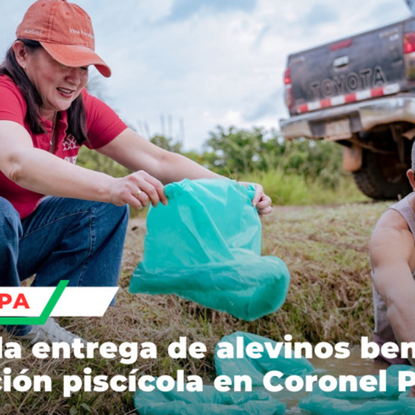 Municipalidad entrega alevinos a productores ganadores de Procompite en Pucallpa