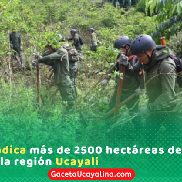Gobierno supera meta y erradica coca ilegal en Ucayali