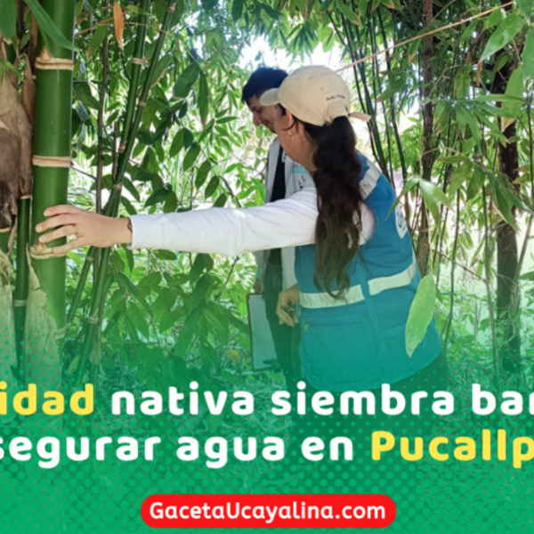 Comunidad Nativa siembra bambú para mejorar acceso y tratamiento del agua potable en Ucayali