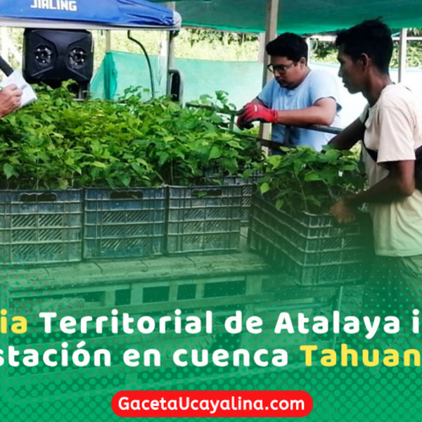 Gerencia Territorial de Atalaya impulsa reforestación en cuenca Tahuanía