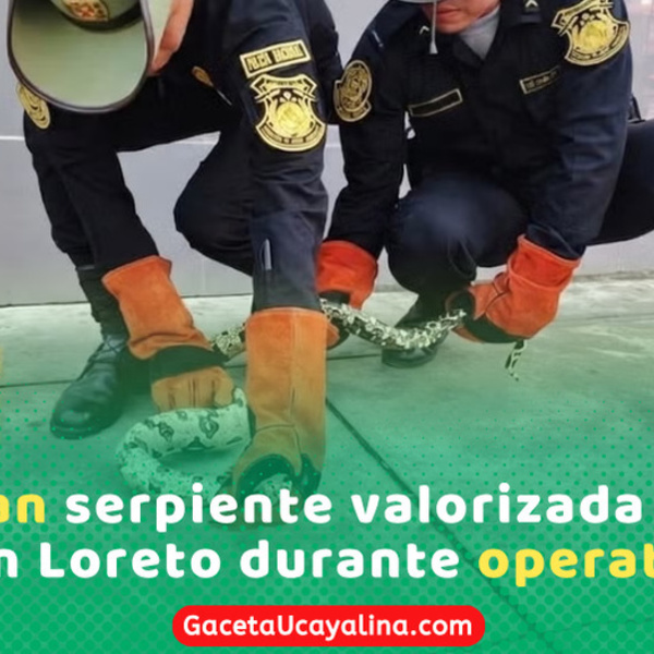 PNP rescata boa mantona en operativo contra tráfico ilegal